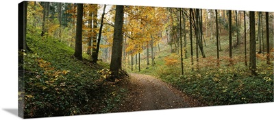 Road passing through a forest, Baden-Wurttemberg, Germany