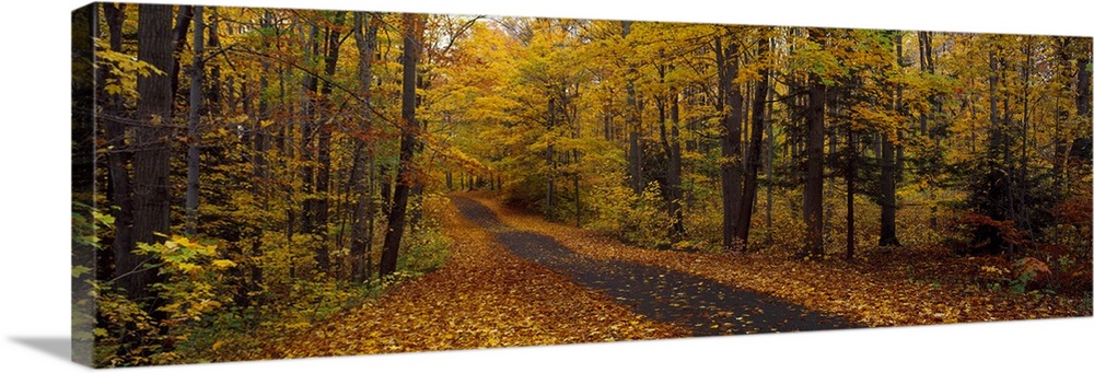 Road passing through a forest, Chestnut Ridge County Park, Orchard Park ...