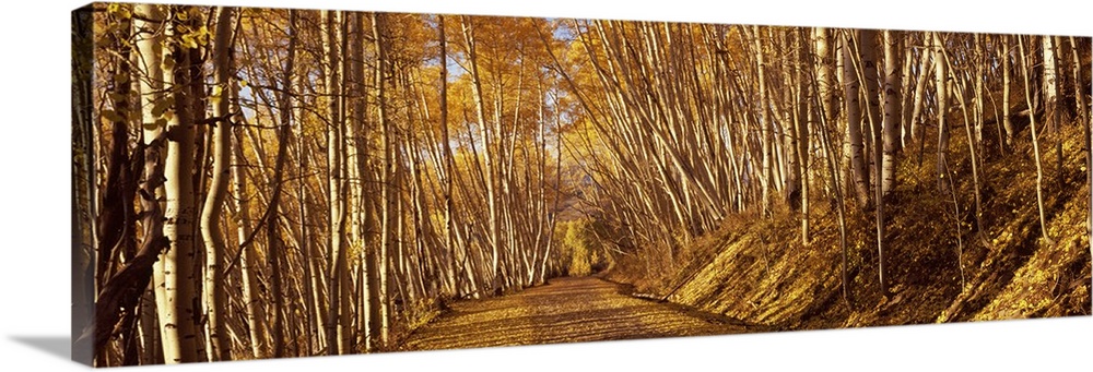 Panoramic photograph of path winding through golden trees in forest.