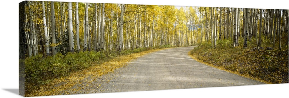 Gravel road cutting through birch trees in the fall.