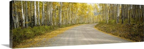 Road passing through a forest, Colorado Wall Art, Canvas Prints, Framed ...