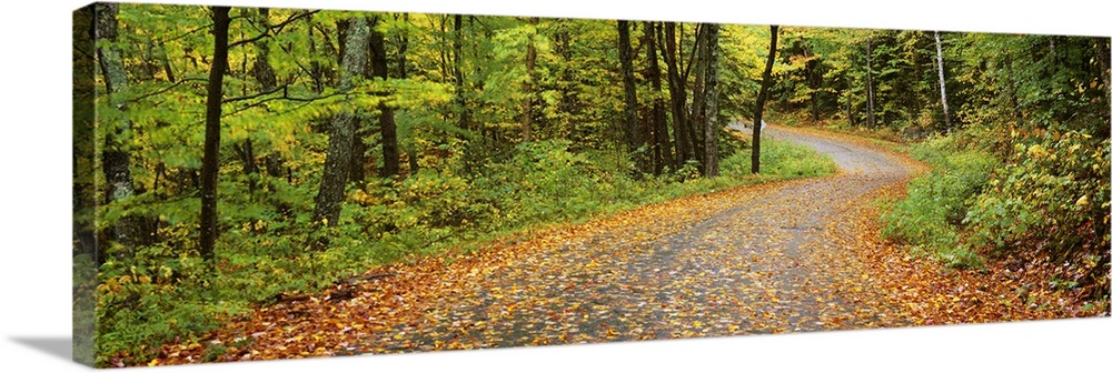 Road passing through a forest, Country Road, Peacham, Caledonia County, Vermont