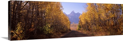 Road passing through a forest Grand Teton National Park Teton County Wyoming