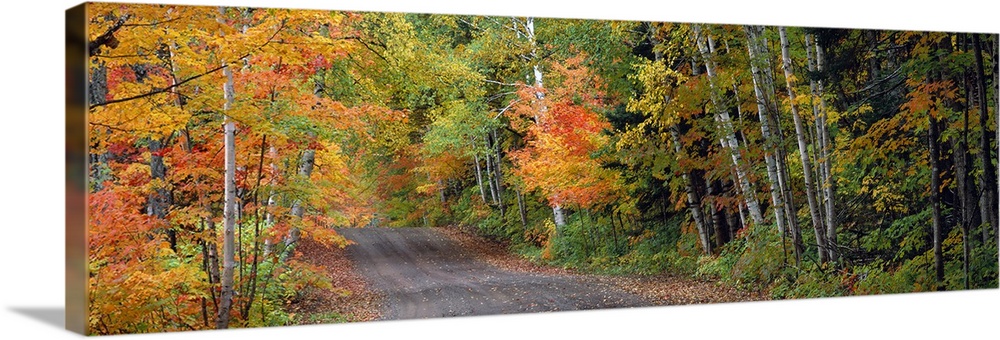 A panoramic photograph of a road passing through a lush forest with autumn like colors.
