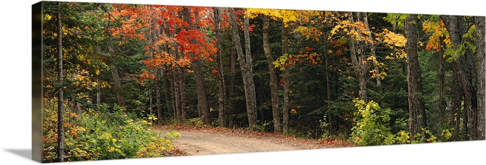 Decorative artwork for the home or office of a thick forest with a dirt road cutting through it.