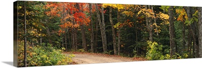 Road passing through a forest, Keweenaw County, Keweenaw Peninsula, Michigan