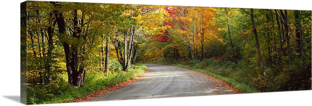 Road passing through a forest, Lamoille County, Vermont,