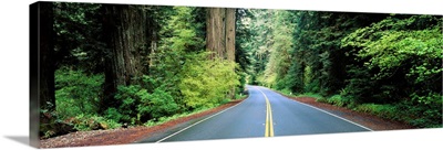 Road passing through a forest, Prairie Creek Redwoods State Park, California