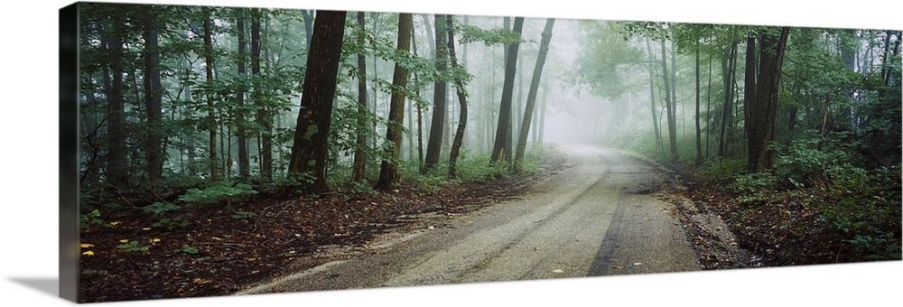 Road passing through a forest, Skyline Drive, Jackson-Washington State Forest, Indiana