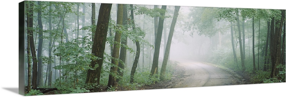 Wall decor of a road running through a dense forest with fog looming around.