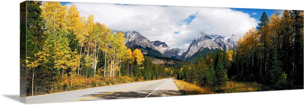 Road passing through a forest, Yoho National Park, Alberta, British Columbia, Canada.