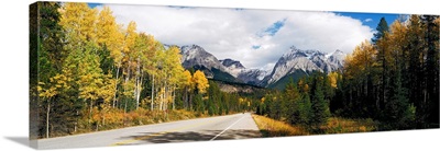 Road passing through a forest, Yoho National Park, Alberta, British Columbia, Canada