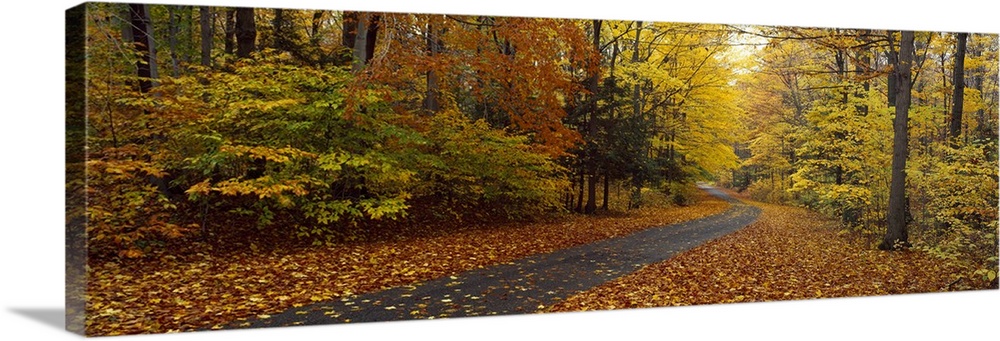 Panoramic photograph on a large canvas of a winding path leading through a forest of fall foliage at Chestnut Ridge County...