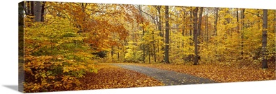 Road passing through autumn forest, Chestnut Ridge County Park, Orchard Park, Erie County, New York State,