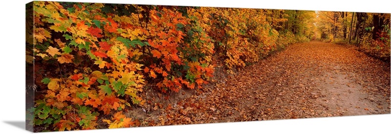 Road passing through autumn forest, Traverse City, Grand Traverse ...