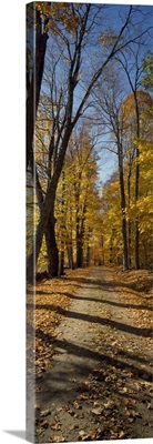 Road passing through autumn forest, Weston, Windsor County, Vermont,