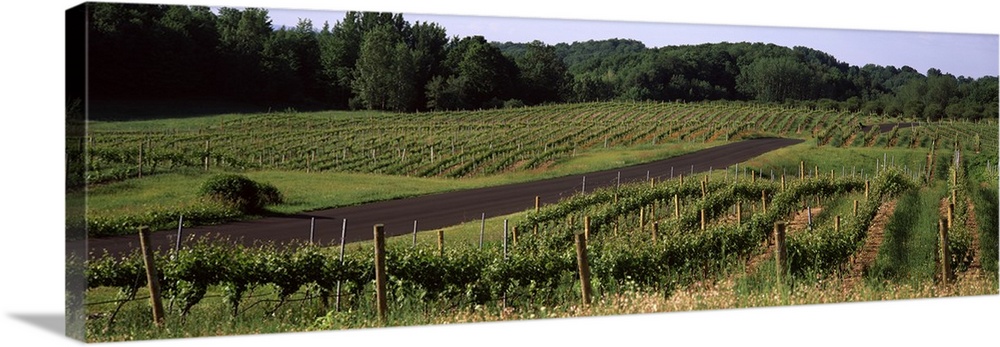 Road passing through vineyards, near Traverse City, Grand Traverse County, Michigan,