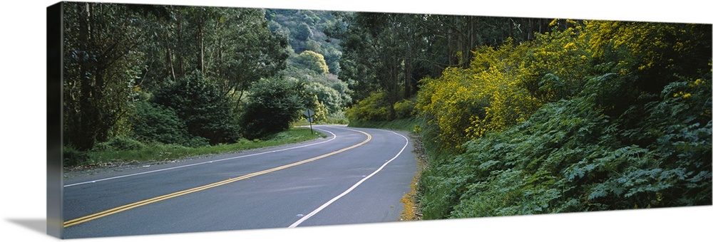 Road running through a forest, Berkeley, California