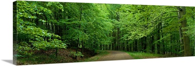Road Through a Forest near Kassel Germany