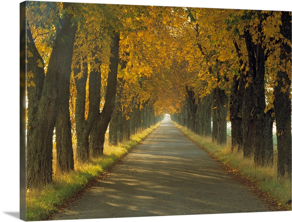 Photograph of paved road fading into the distance, lined with short grass and huge trees in autumn bloom.