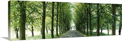 Road With Trees Cambridge England