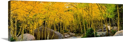 Rocks and trees in a forest, Glacier Gorge Trailhead, Colorado