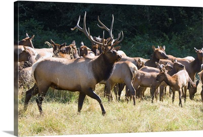 Roosevelt Bull Elk With Herd