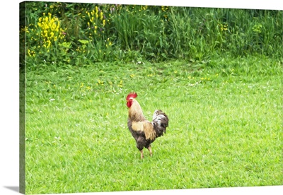 Rooster in grassy field