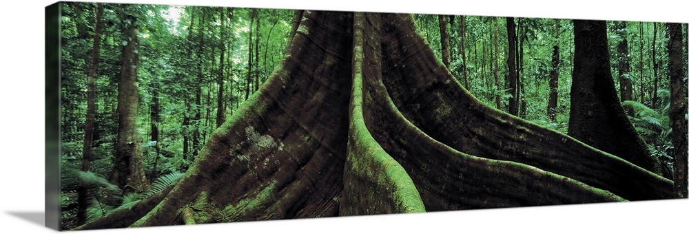 Roots of a giant tree, Daintree National Park, Queensland, Australia