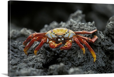 Rouge Crab Galapagos Island