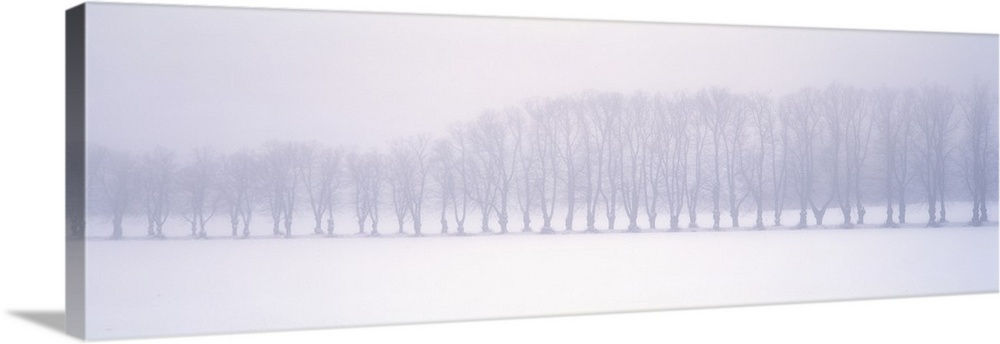 Long pamoramic image of a row of bare branch trees in the middle of a snowy field.