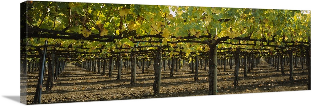 Row of vines in a vineyard, Napa Valley, California