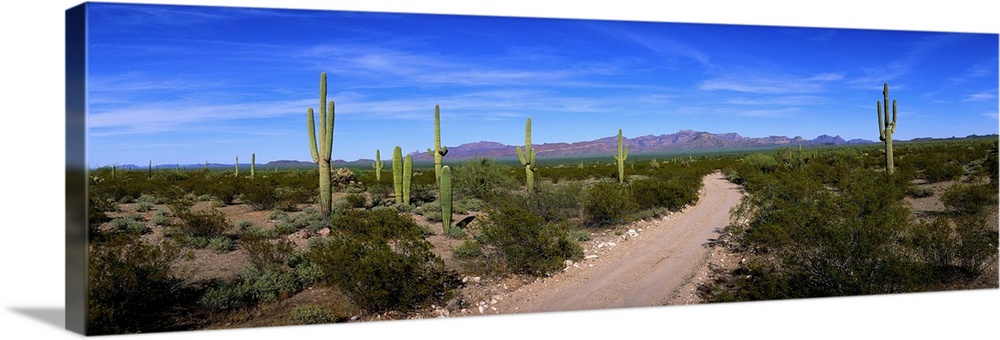 Rugged road in Sonoran Desert Arizona