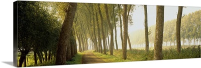 Rural Tree Lined Road Belgium