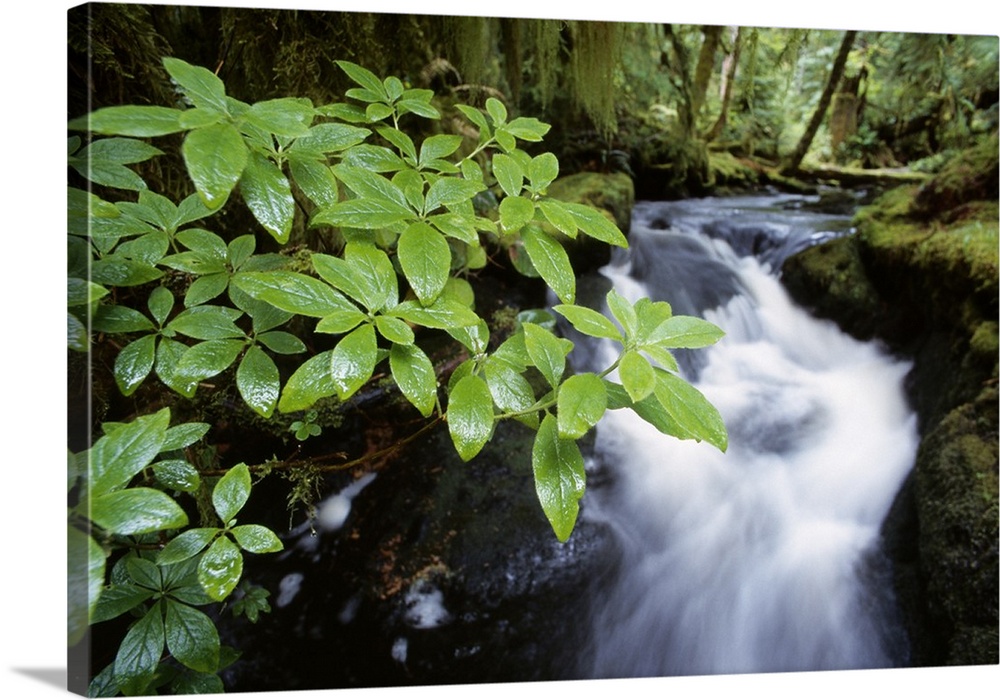 Photograph taken of rushing water that serves as a background to a branch of leaves in the forefront of the picture.