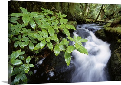 Rushing stream, lush forest foliage, Queen Charlotte Islands, British Columbia, Canada.