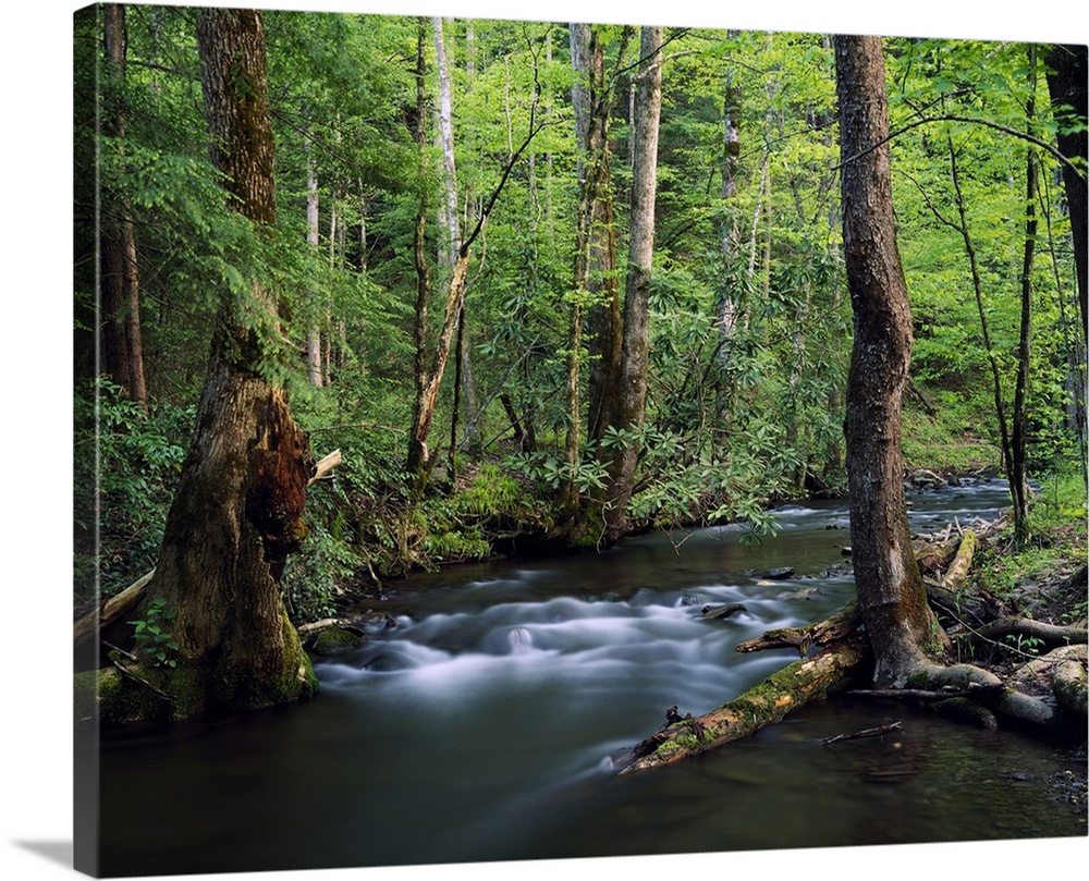 Large artwork of a thick forest with a stream flowing through the trees and foliage.