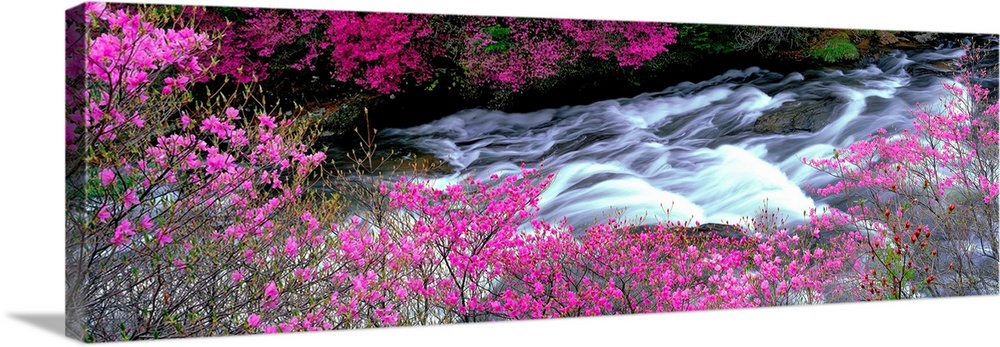 A panoramic of a river lined with spring flower blossoms photographed with time lapsed photography to show the movement of...