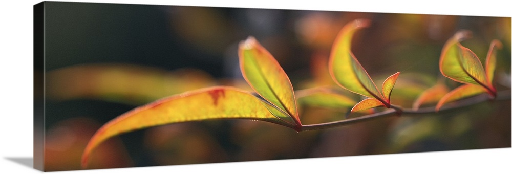 Landscape, oversized close up photograph of the leaves on a bamboo branch.  The out of focus background filled with additi...