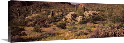 Saguaro cacti Carnegiea gigantea on a landscape Organ Pipe Cactus National Monument Arizona