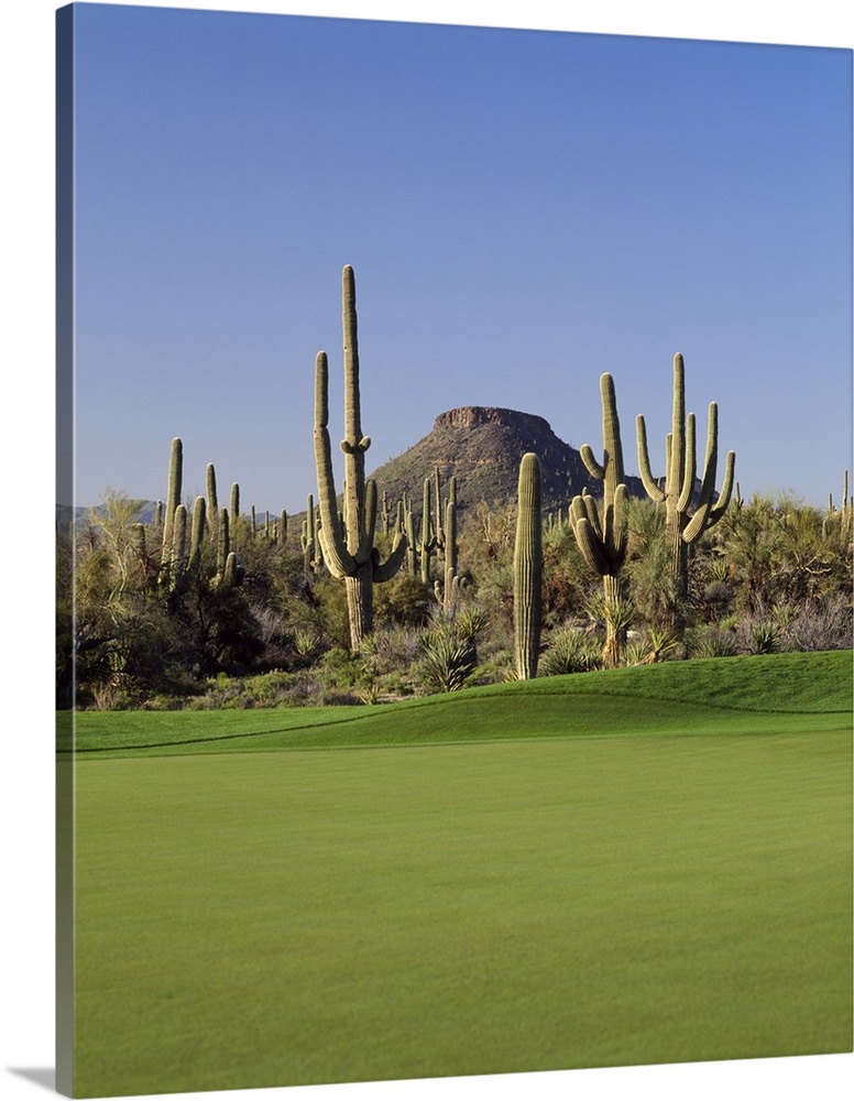 Saguaro cacti in a golf course, Troon North Golf Club, Scottsdale, Maricopa County, Arizona