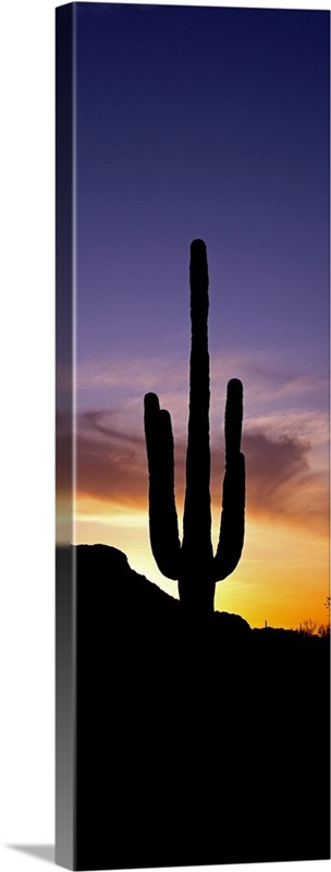 Saguaro Cactus and Sunset Saguaro National Park Arizona | Great Big Canvas