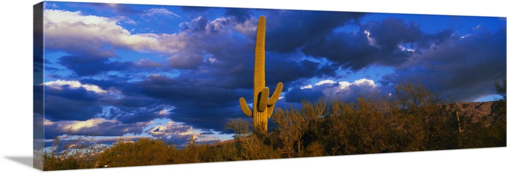 Panoramic photo on canvas of a cactus standing in the middle of a desert with underbrush and impressive clouds in the sky.