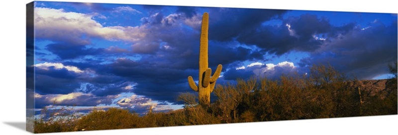 Saguaro Cactus at Sunset AZ Wall Art, Canvas Prints, Framed Prints ...
