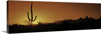 Saguaro Cactus AZ