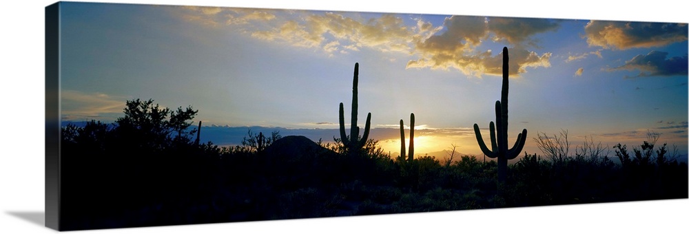 Saguaro cactus (Carnegiea gigantea) in a desert at dusk, Arizona