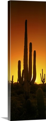 Saguaro cactus (Carnegiea gigantea) in a desert at dusk, Arizona