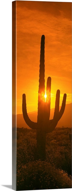 Saguaro cactus (Carnegiea gigantea) in a desert at sunrise, Arizona ...