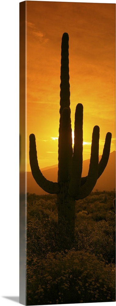 Saguaro cactus (Carnegiea gigantea) in a desert at sunrise, Arizona