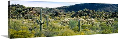 Saguaro cactus (Carnegiea gigantea) in a field, Sonoran Desert, Arizona